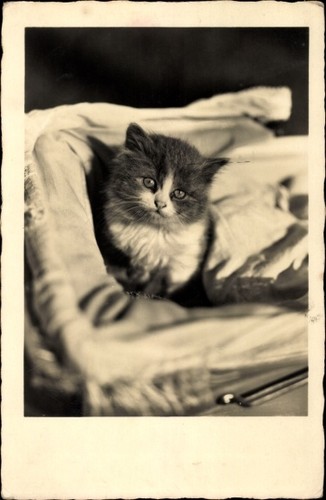 Foto junge katze einem - foto,