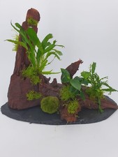 Mangrovenwurzel auf