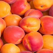 Aprikosenbaum Harogem -