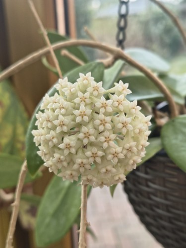Hoya 001 blühfähige - ah,