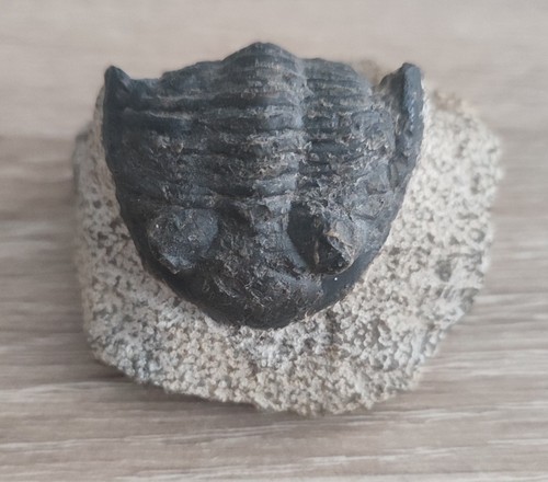 Gerastos tuberculatus
