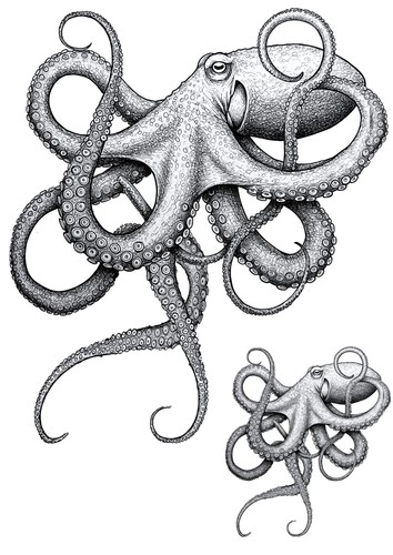 Oktopus