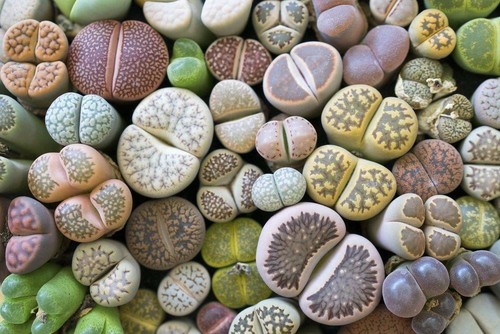 Lebende steine lithops 10 - steine,,