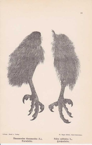 Baumfalke turmfalke kralle - baumfalke,