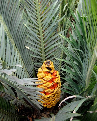 Encephalartos cerinus blaue - encephalartos,