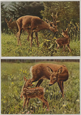 50/616 SAMMELBILD großformat REHWILD REH REHFAMILIE RICKE MIT KITZ JAGD JÄGER