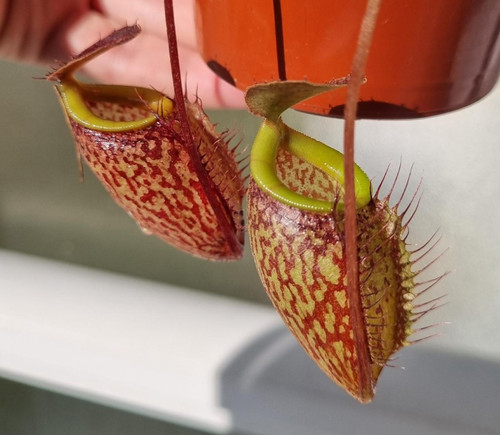 Nepenthes undulatifolia - , x