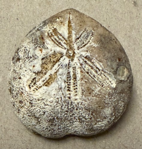 Seeigel fossil micraster - seeigel,