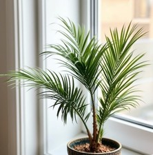 2 x Honigpalme schnellwüchsige exotische Pflanzen im für den Garten frosthart