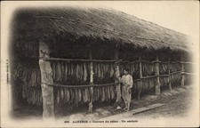 Ak Algerien, Culture du tabac