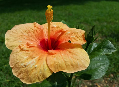 Sale164 hibiskus orange gold - hibiskus, orange-gold