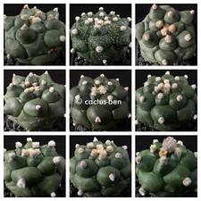 30 Seeds / Korn Astrophytum