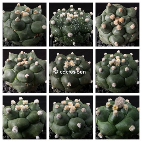 Seeds korn astrophytum - 30,