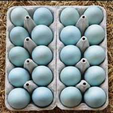 20 frische Eier, Bio Blau, Von