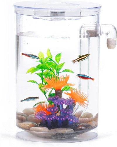 Kampffisch aquarium - kampffisch,