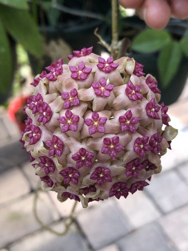 Hoya idao 1432 rooted - idao, mb