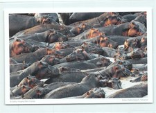 1 AK Flusspferd Hippo Herde