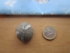 sehr schöner versteinerter Seeigel, gefunden in Dänemark! Tolles Deko Stück.