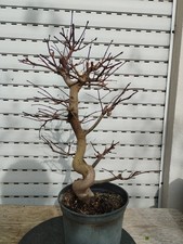 pre Bonsai - Fächerahorn, Acer Palmatum Atropurpureum