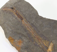 Pflanze, Rellimia hostinensis, Devon, Givet, Prag-Hlubocepy, CZE -k59