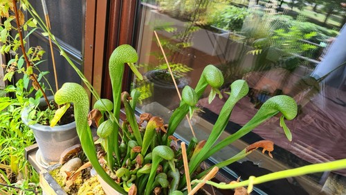 Darlingtonia californica 20 - darlingtonia,