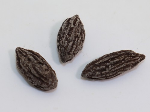 Hartriegel mastixia - hartriegel,,