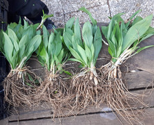 Bärlauch Waldknoblauch