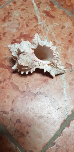 Gut erhaltene riesenmuschel - gut,