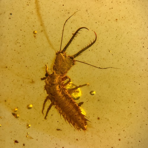 Larvae burmesisch burmit - larvae,