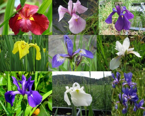 Sumpfiris mix iris - sumpfiris,