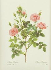 ROSE Rosa Pomponia
