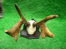 abnormer 6er Rehbock