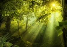 Wald Natur Sonnenuntergang VLIES FOTOTAPETE 3D WOHNZIMMER TAPETE WANDBILD XXL