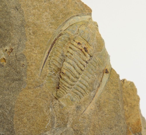 Trilobit diademaproetus - trilobit,,