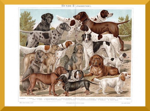 Jagdhunde 130 jahre - jagdhunde,