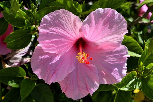 Riesenhibiskus