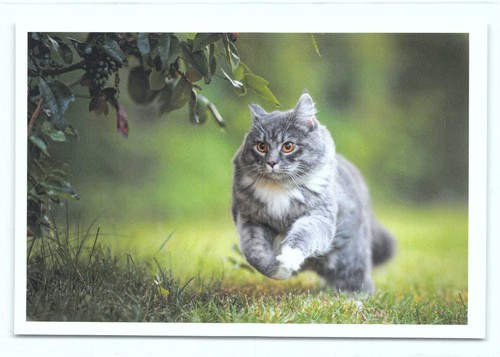 Postkarte katze - 1, 37°