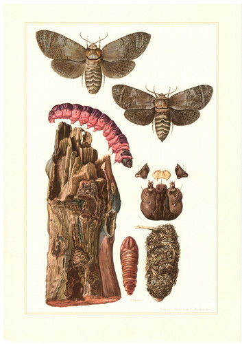 Weidenbohrer cossus - weidenbohrer,