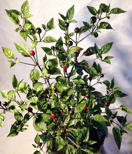 Saatgut puta madre chili - saatgut,