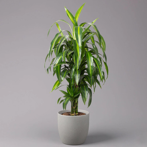 Duftender drachenbaum - duftender,