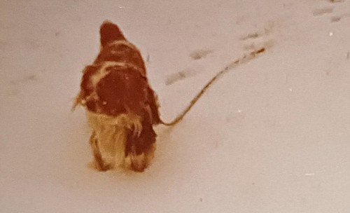 Hund english cocker spaniel - english,