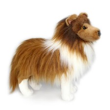Sheltie shetland sheepdog - sheltie,