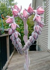 80002250 Echeveria Peacockii