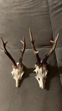 Rehbock Rehgehörn 2 Stk