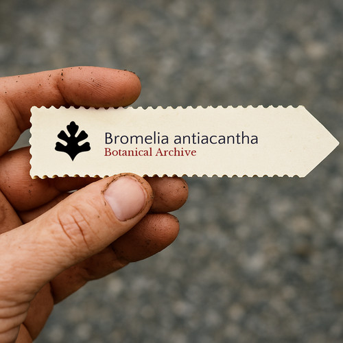 Bromelia antiacantha 1000 - bromelia,