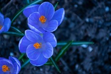 Schneekrokusse himmelblau