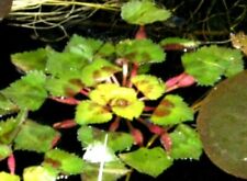 5 x Grosse WASSERNUSS, SCHWIMMPFLANZEN, TEICH TRAPA NATANS