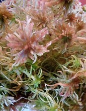 4x Sphagnum Moos-Terrarien   2