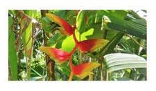 10x Heliconia platystachys 'Sexy Orange' Pflanzen - Samen ID228