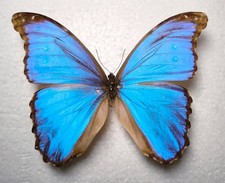 Morpho didius Male aus Brasilien Schmetterlinge Entomologie